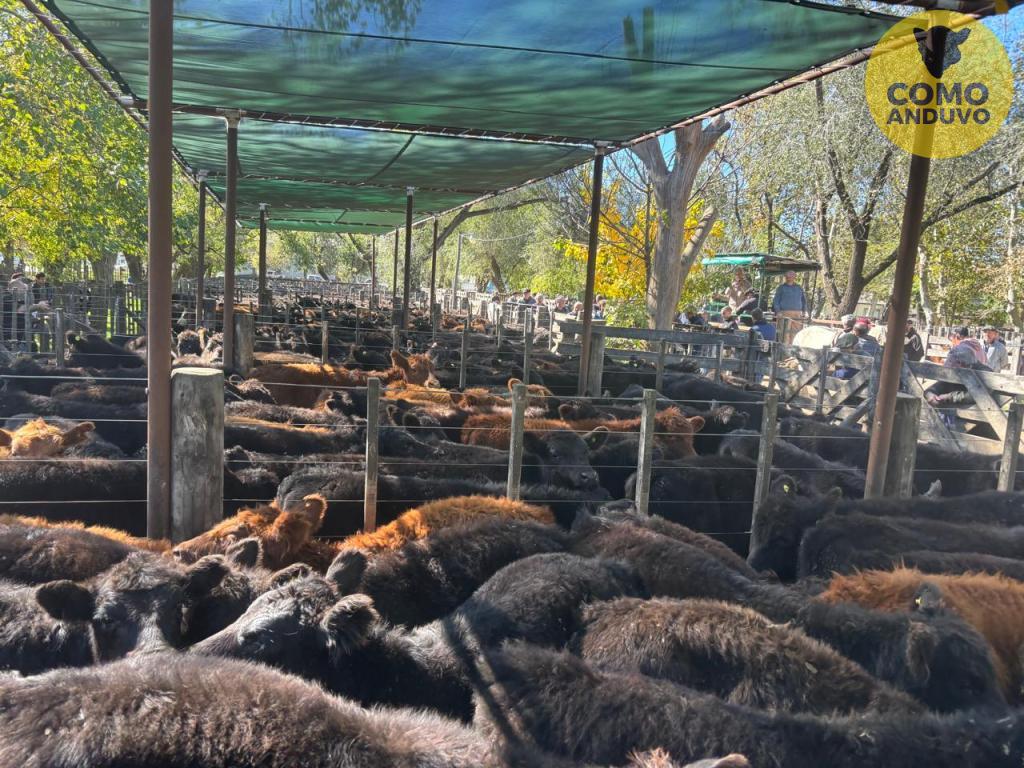 Hourcade, Albelo y Cía